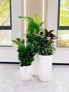 领略宁波鄞州花卉租赁魅力，焕新您的空间